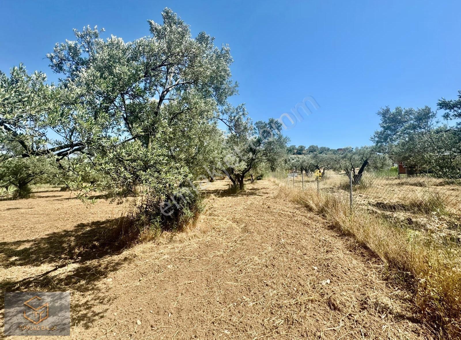 Helvacı Da Satılık 2850 M² Zeytin Ağaçlı Tek Tapu Tarla - Görsel 3