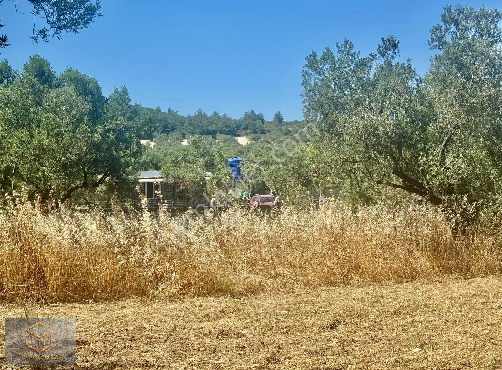 Helvacı Da Satılık 2850 M² Zeytin Ağaçlı Tek Tapu Tarla - Görsel 5