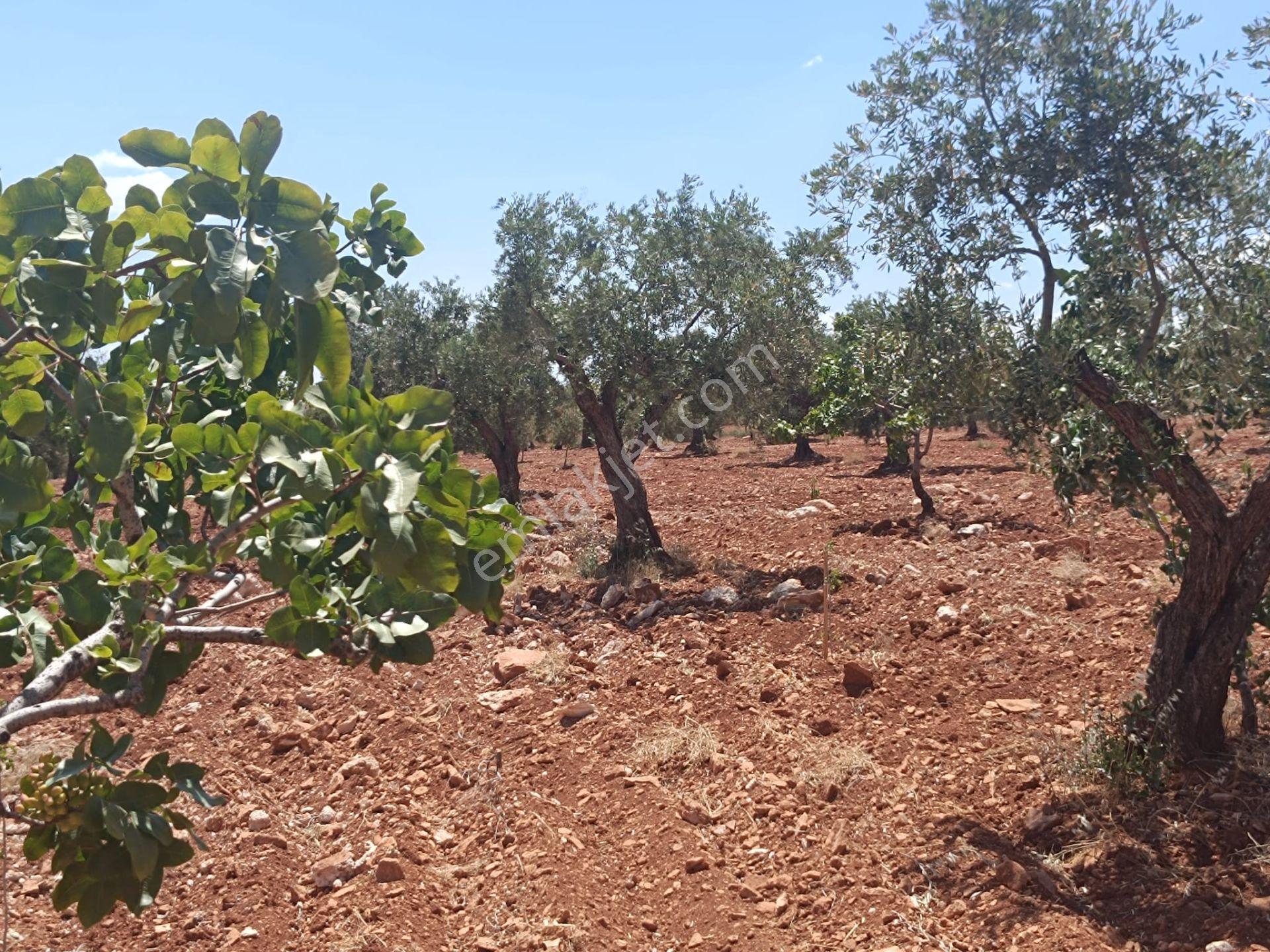 Arif Emlaktan Satılık Oğuzeli Direklide Tek Tapu Zeytin Bahçesi - Görsel 11