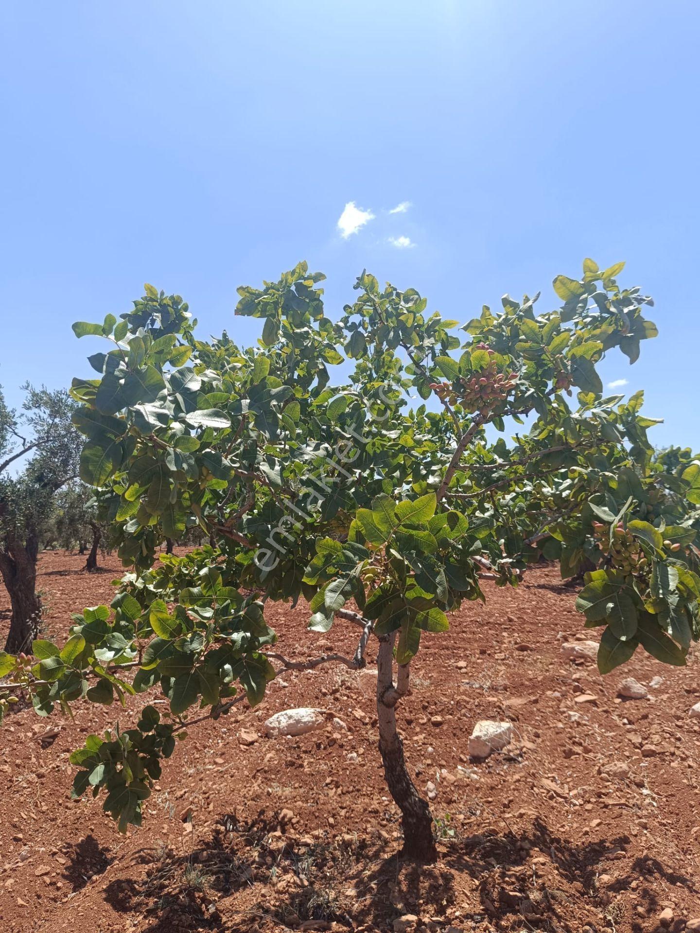 Arif Emlaktan Satılık Oğuzeli Direklide Tek Tapu Zeytin Bahçesi - Görsel 13