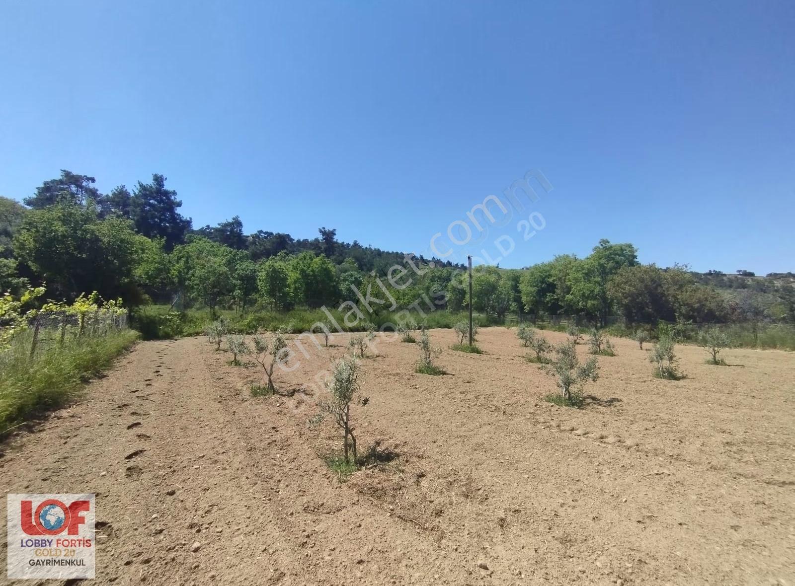 Lobby Fortis'ten Yeşilyayla'da 1015m2 Satılık Zeytin Bahçesi - Görsel 15