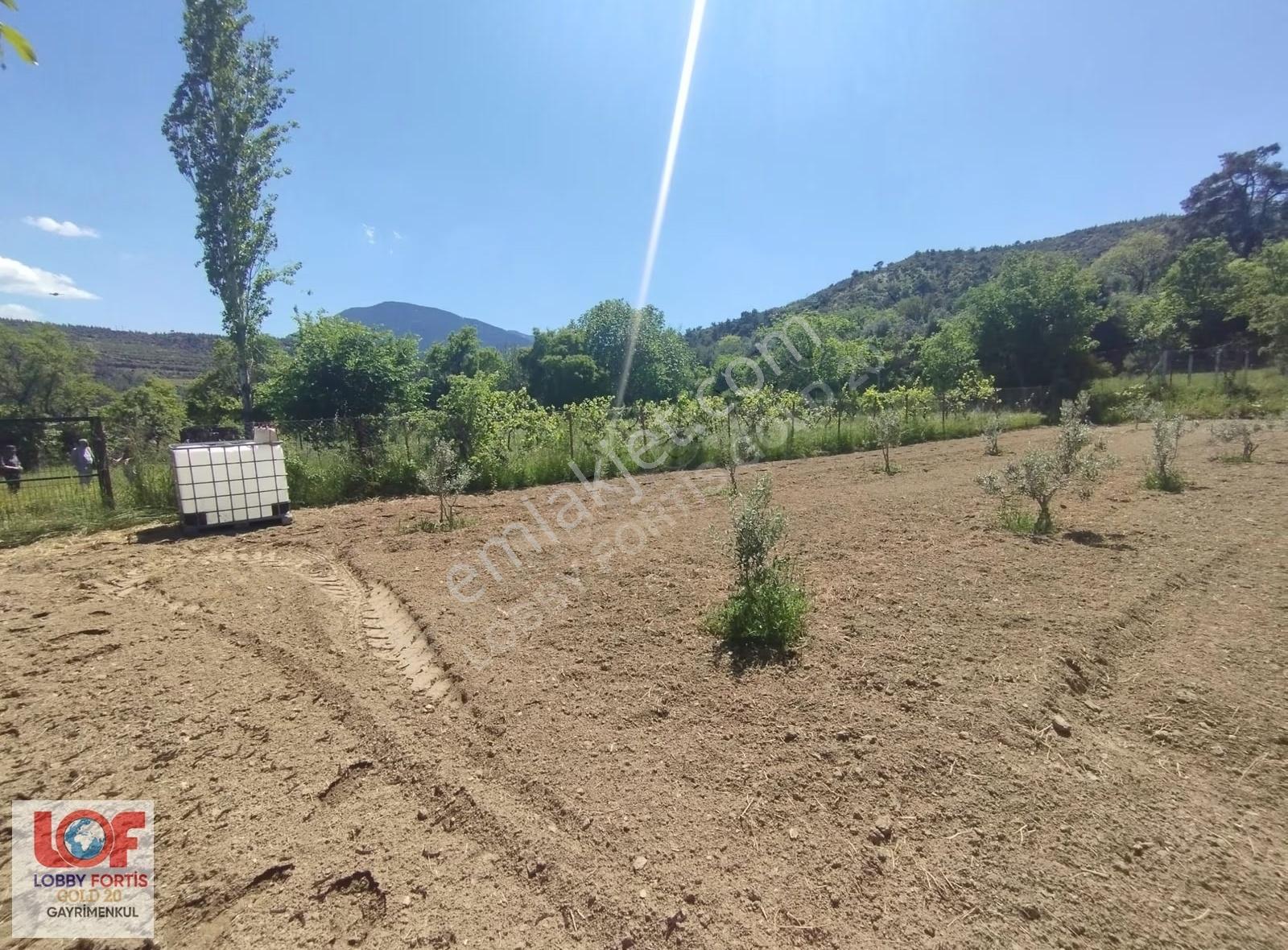 Lobby Fortis'ten Yeşilyayla'da 1015m2 Satılık Zeytin Bahçesi - Görsel 3
