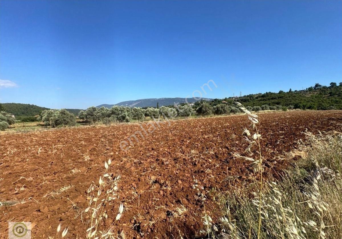 Muğla / Milas / Yatağan Kozağaç’ta Kadastro Yola Cepheli 5,161 M² Yatırımlık Satılık Tarla - Görsel 14