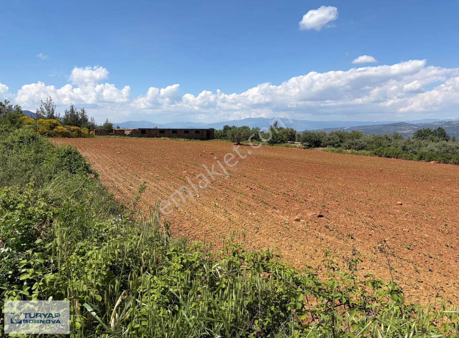 Aydın Karacasu'da Kahvedersi Yolu Üzerinde 22916m2 Satılık Tarla - Görsel 9