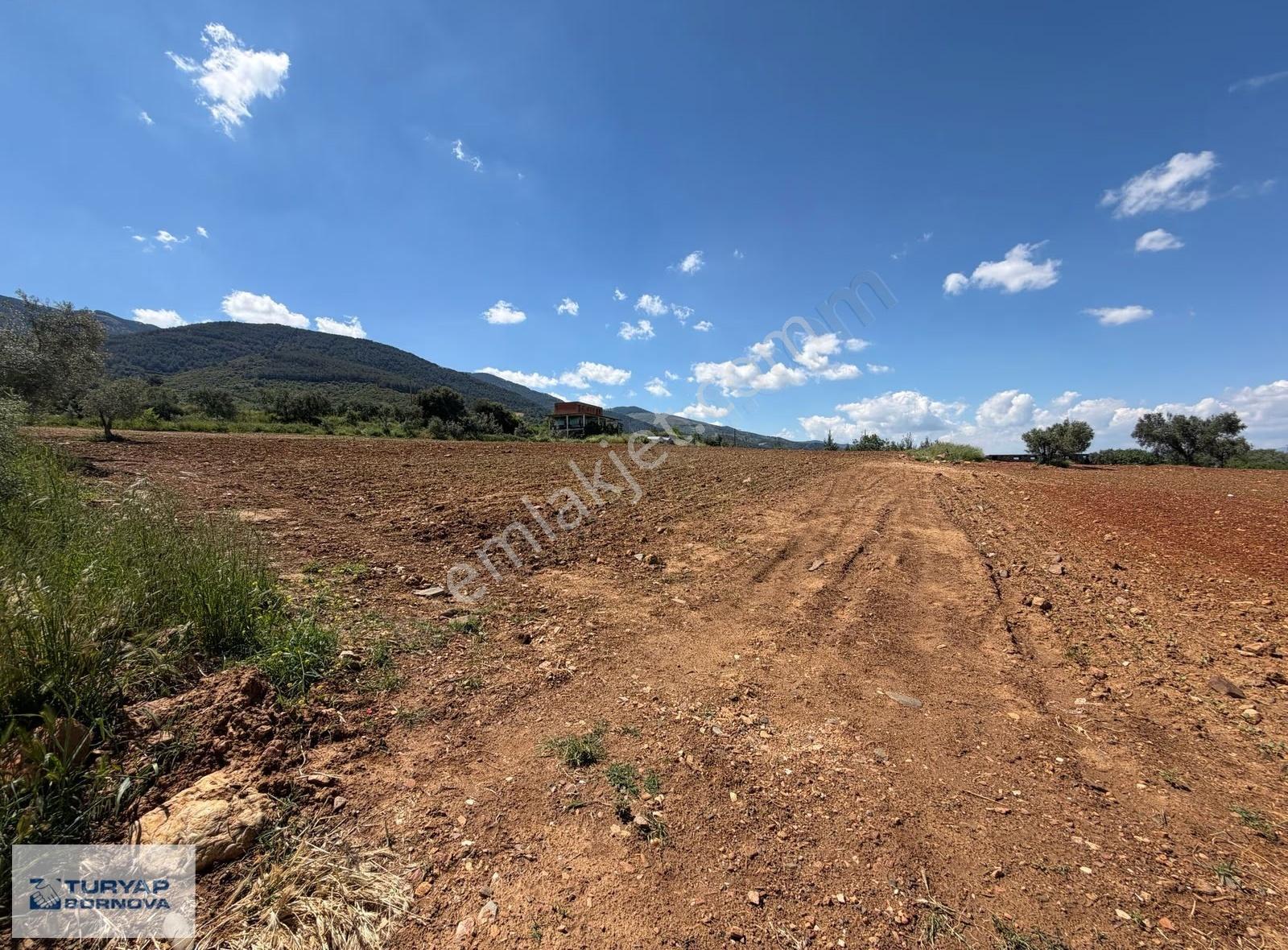 Aydın Karacasu'da Kahvedersi Yolu Üzerinde 22916m2 Satılık Tarla - Görsel 4