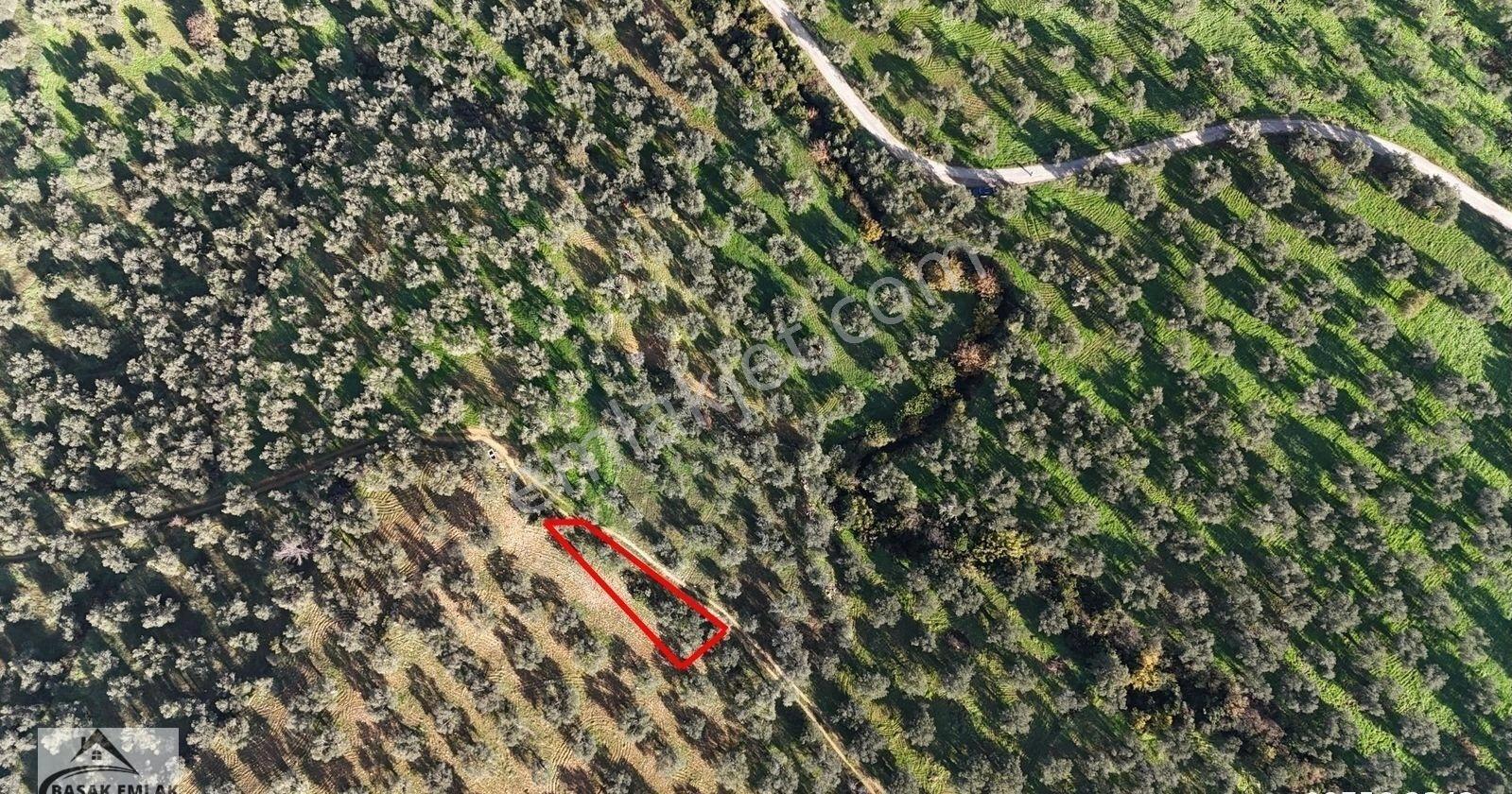 Başak Emlaktan 101 M2 Yol Cepheli Zeytinlik Sahile 1.5 Km - Görsel 7