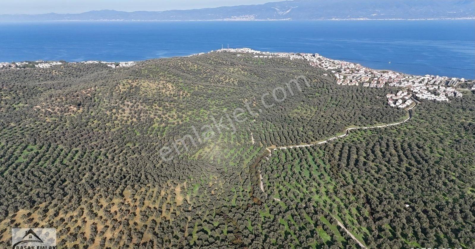 Başak Emlaktan 101 M2 Yol Cepheli Zeytinlik Sahile 1.5 Km