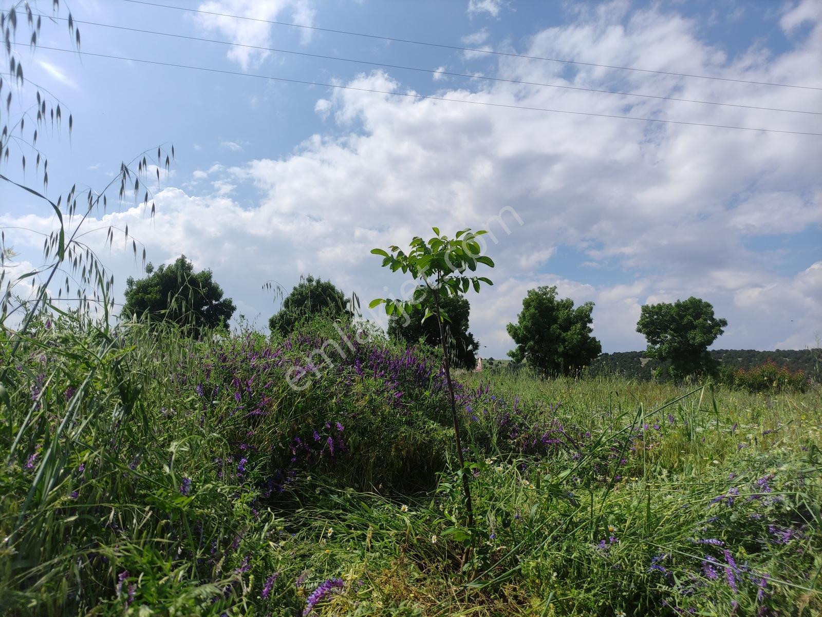 Özpınar,dan Çavuş Köyü Yol Kenarı Sulu Tarla 8850 M2 - Görsel 7
