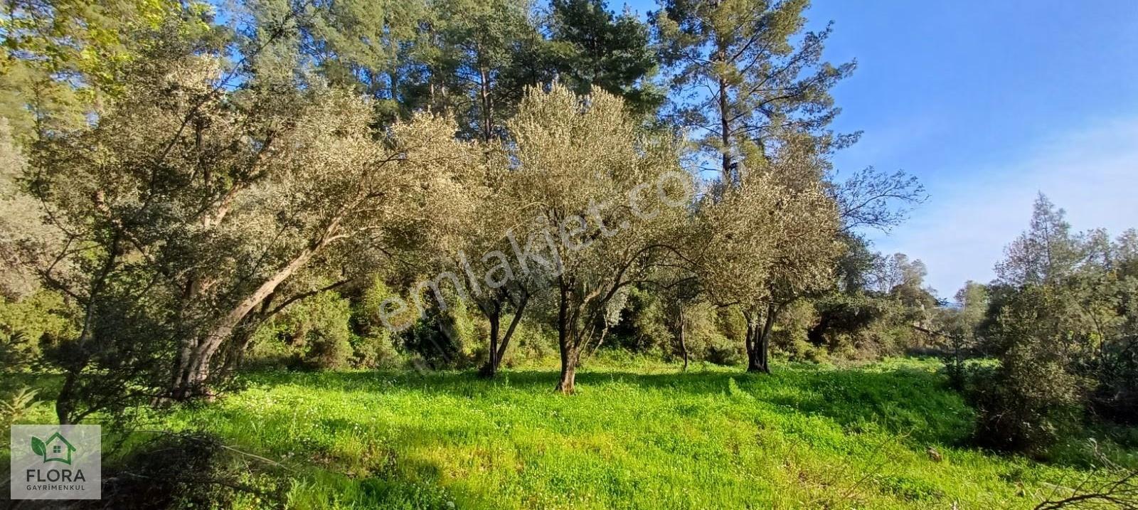 Karabörtlen'de Acil Satılık 7629 M2 Köyiçi Tarla - Görsel 7