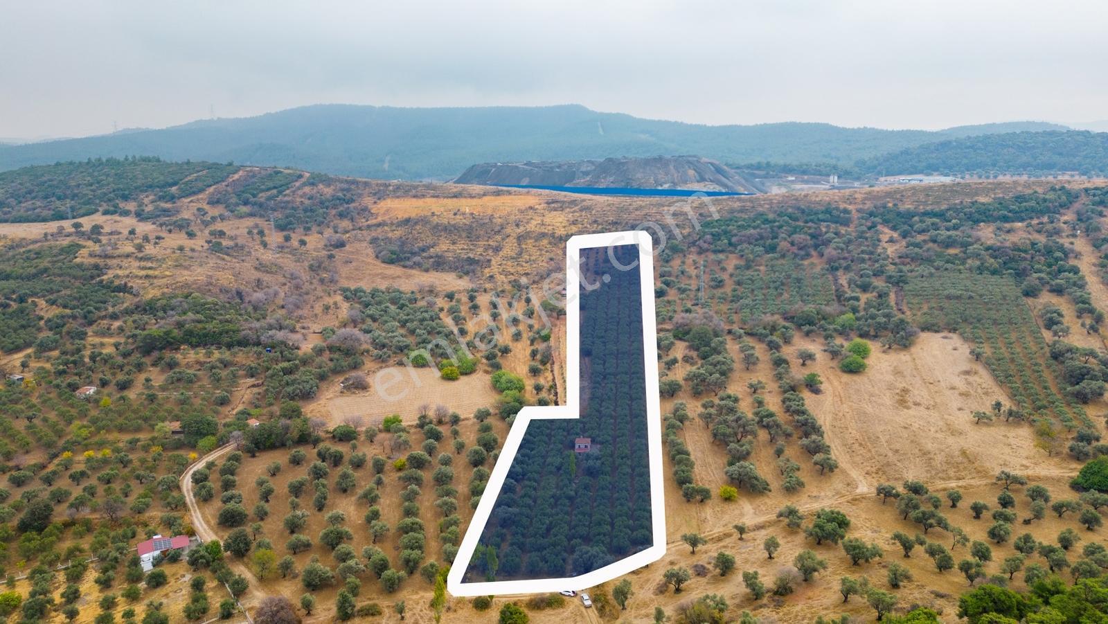 Foça Kozbeyli'de Satılık Tarla - Görsel 21