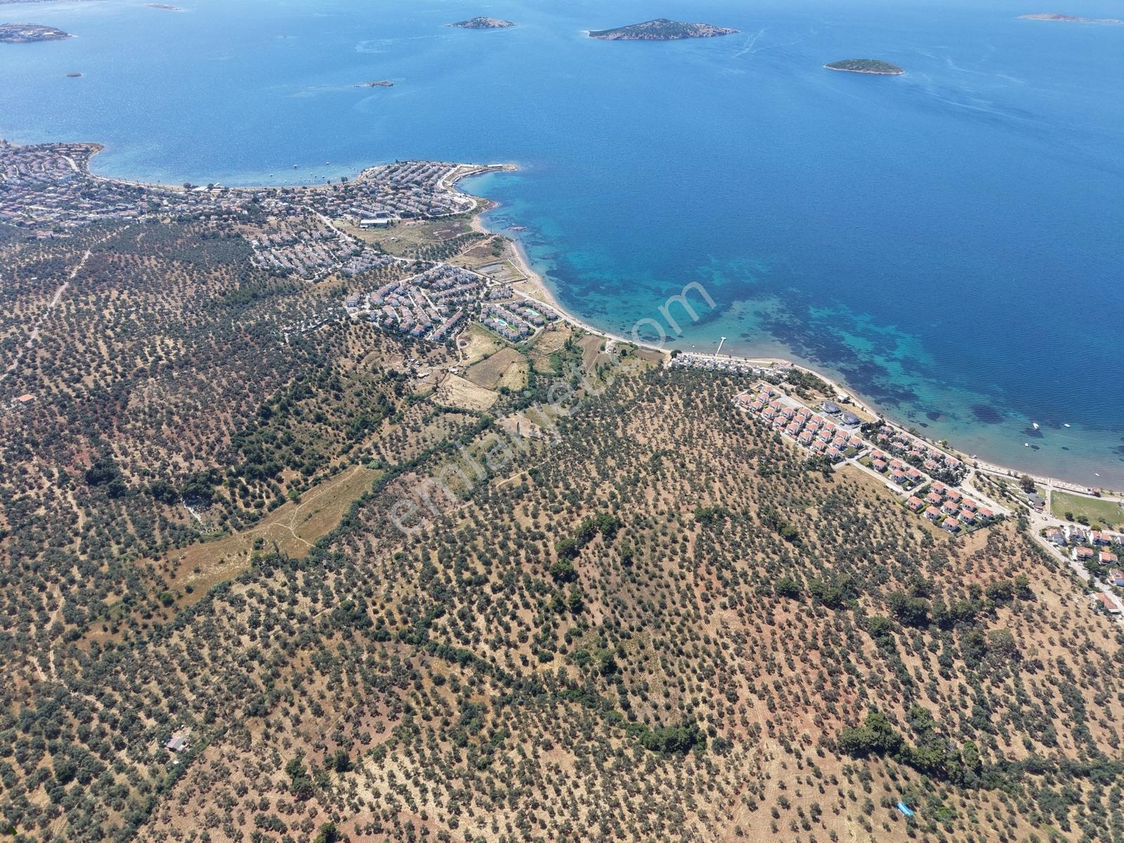 Ayvalık Sakarya Denize 450 M. Mesafede Satılık 3148 M2 Zeytinlik - Görsel 17