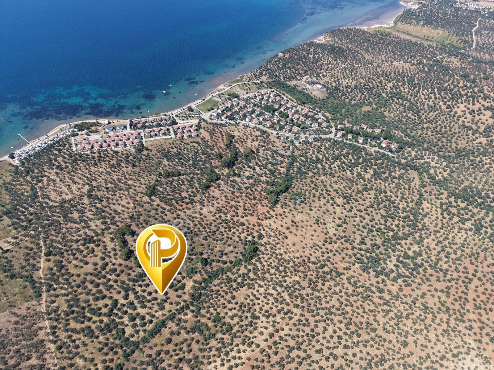 Ayvalık Sakarya Denize 450 M. Mesafede Satılık 3148 M2 Zeytinlik - Görsel 10