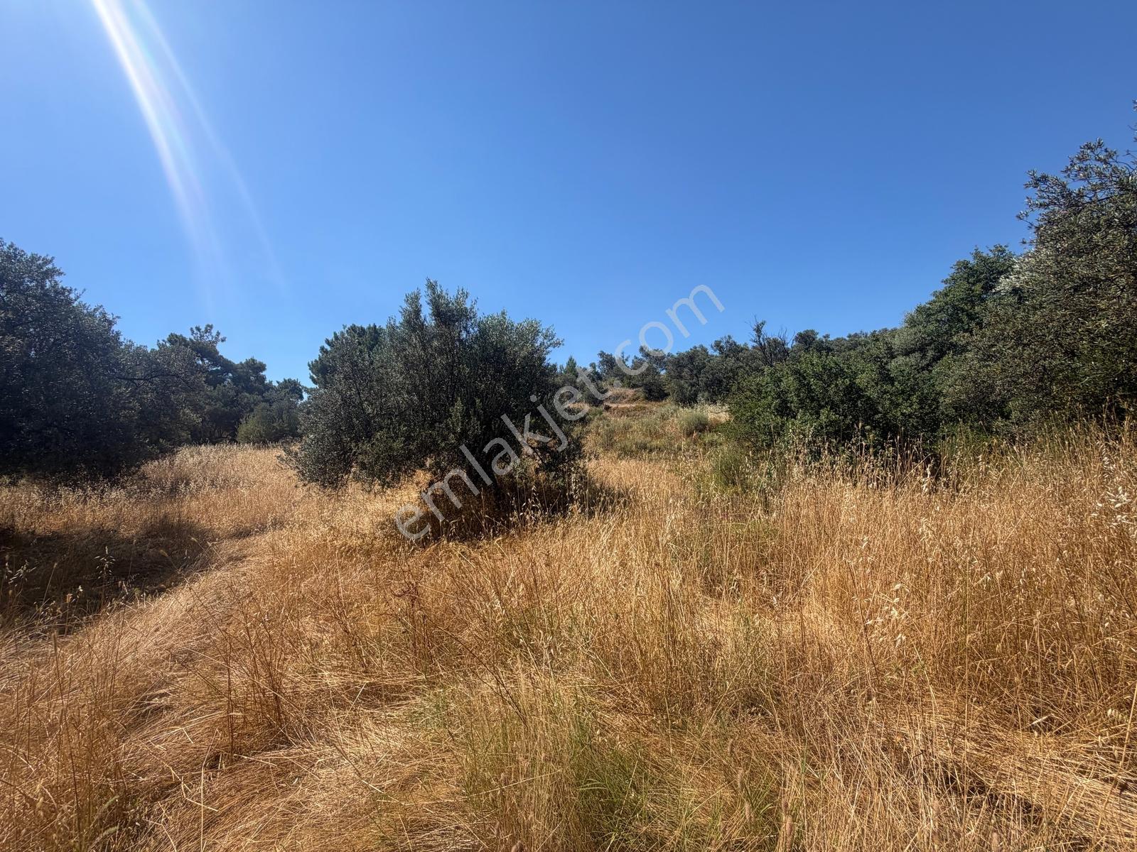 Ayvalık Sakarya Denize 450 M. Mesafede Satılık 3148 M2 Zeytinlik - Görsel 12