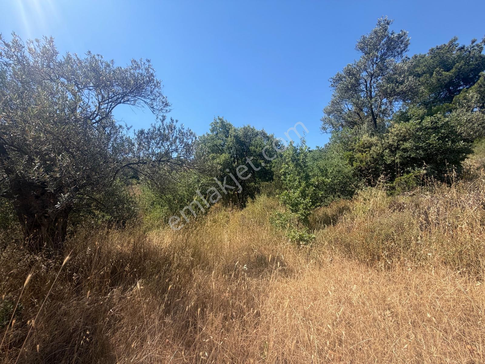 Ayvalık Sakarya Denize 450 M. Mesafede Satılık 3148 M2 Zeytinlik - Görsel 13