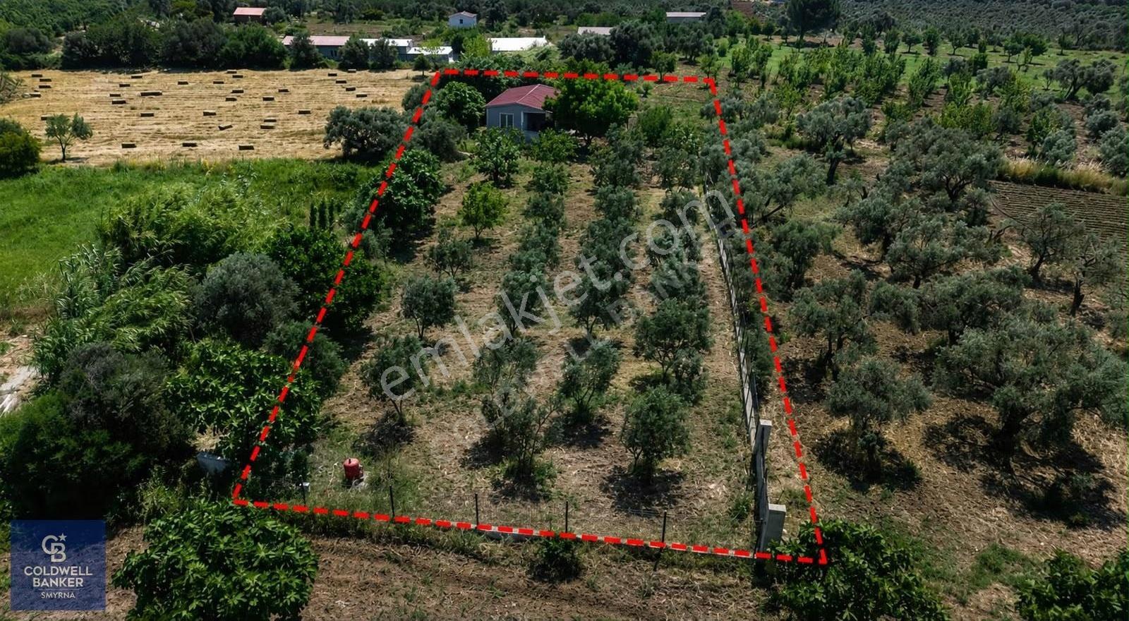 İzmir Torbalı Dağkızılca Karaçam Mevkiinde Satılık Zeytinlik Ve - Görsel 3