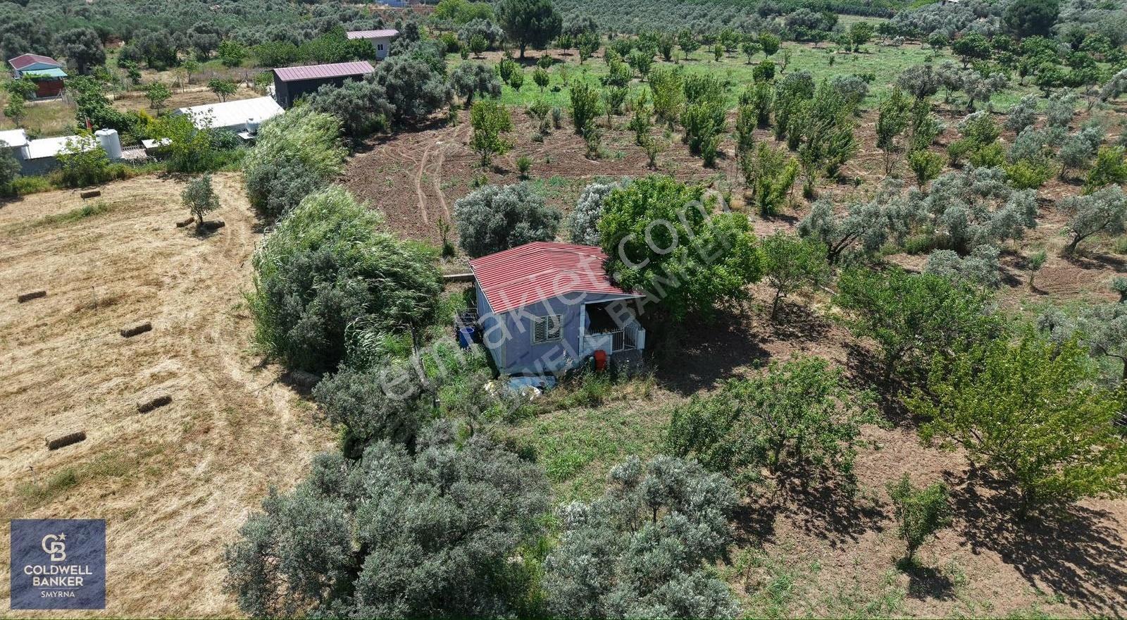 İzmir Torbalı Dağkızılca Karaçam Mevkiinde Satılık Zeytinlik Ve - Görsel 13
