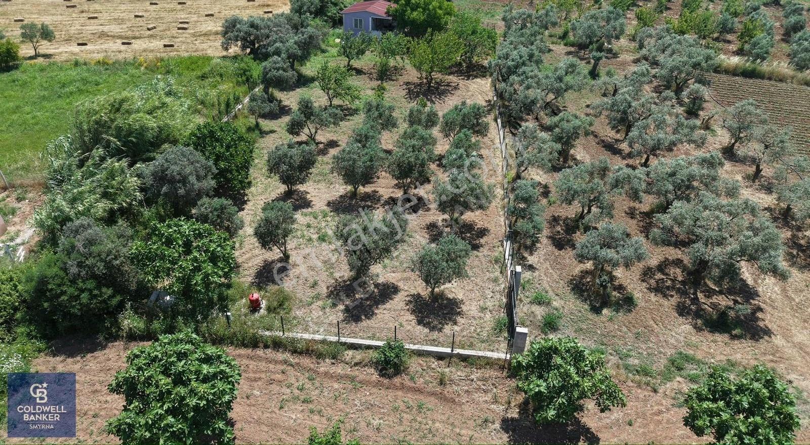 İzmir Torbalı Dağkızılca Karaçam Mevkiinde Satılık Zeytinlik Ve - Görsel 2