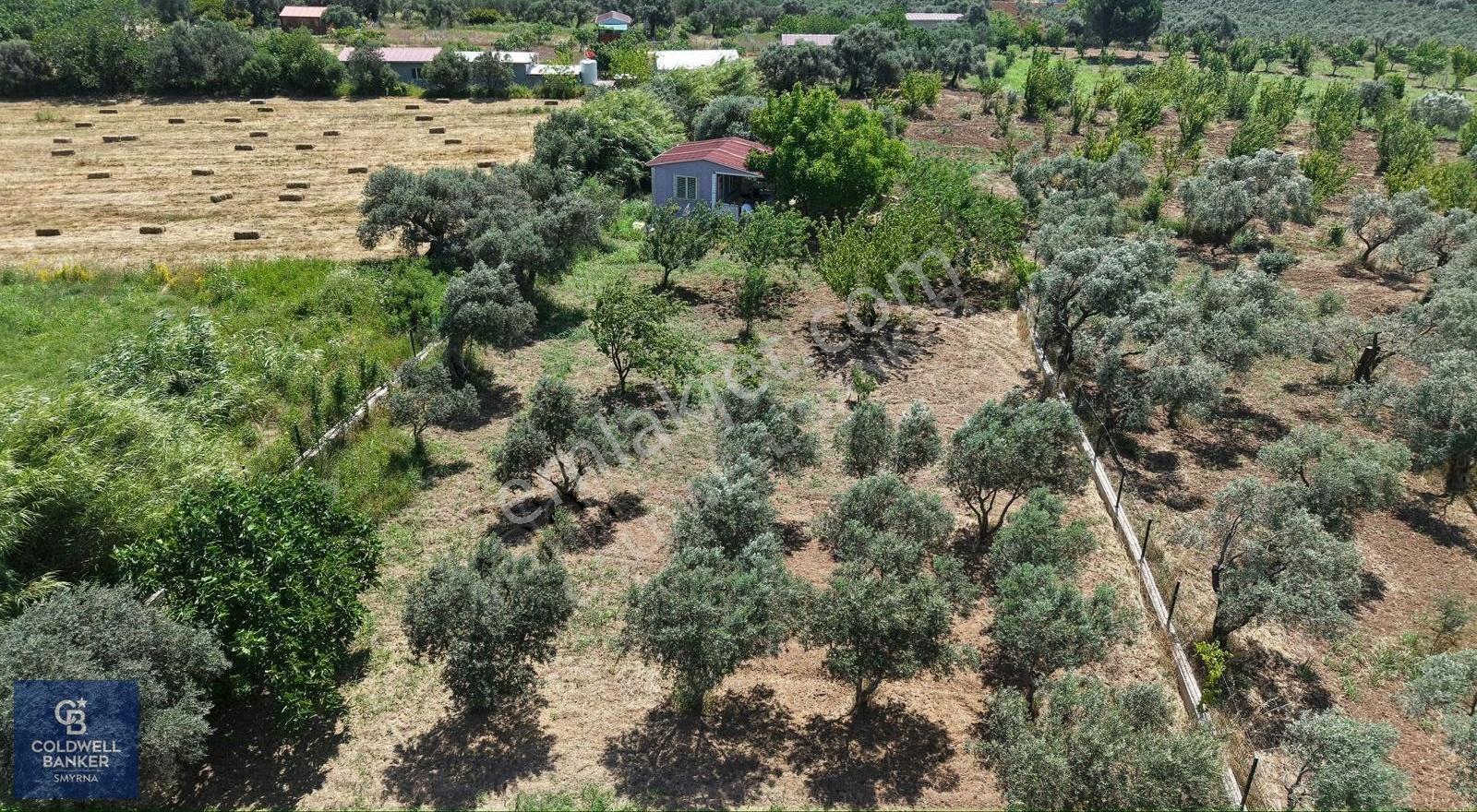 İzmir Torbalı Dağkızılca Karaçam Mevkiinde Satılık Zeytinlik Ve - Görsel 5