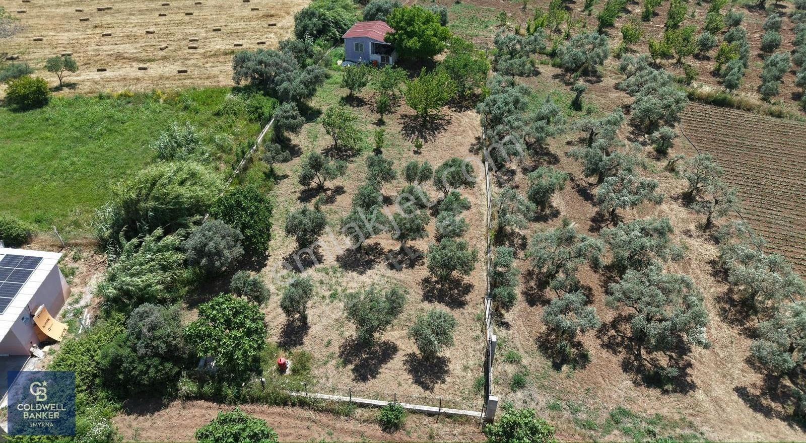İzmir Torbalı Dağkızılca Karaçam Mevkiinde Satılık Zeytinlik Ve