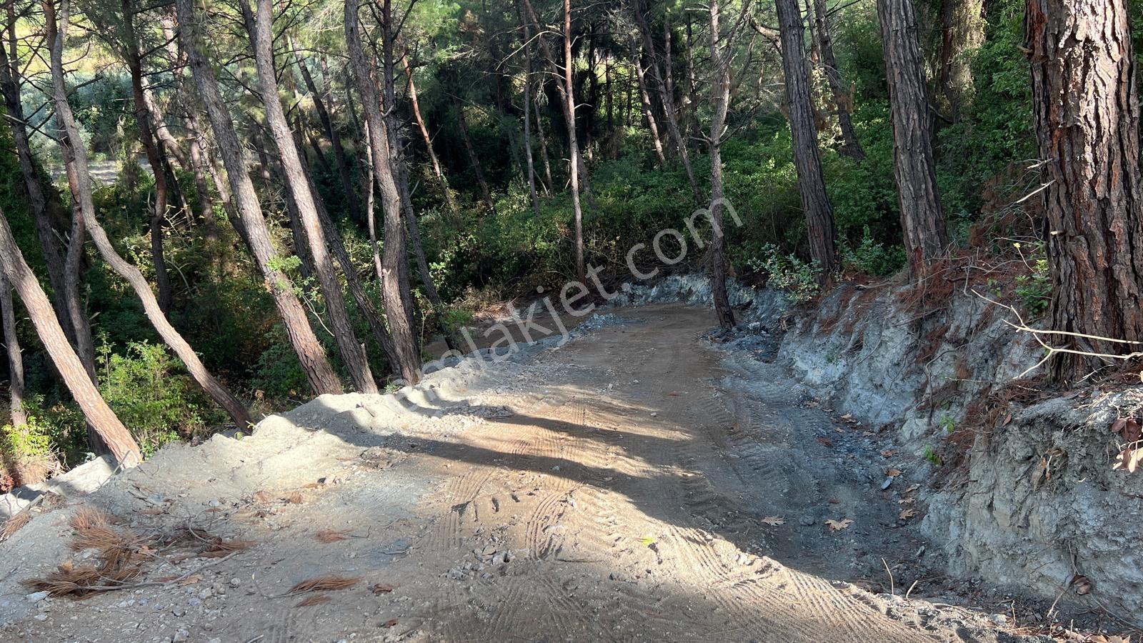 Kuşadası Kirazlı'da 4100 M2 Tek Tapulu Orman İçinde Emsalsiz - Görsel 5