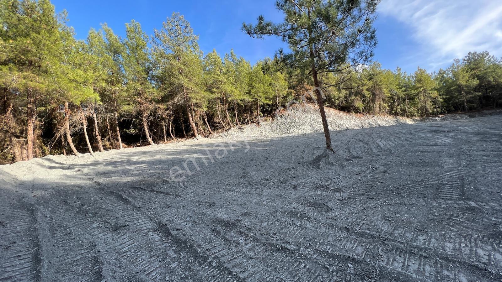 Kuşadası Kirazlı'da 4100 M2 Tek Tapulu Orman İçinde Emsalsiz - Görsel 4