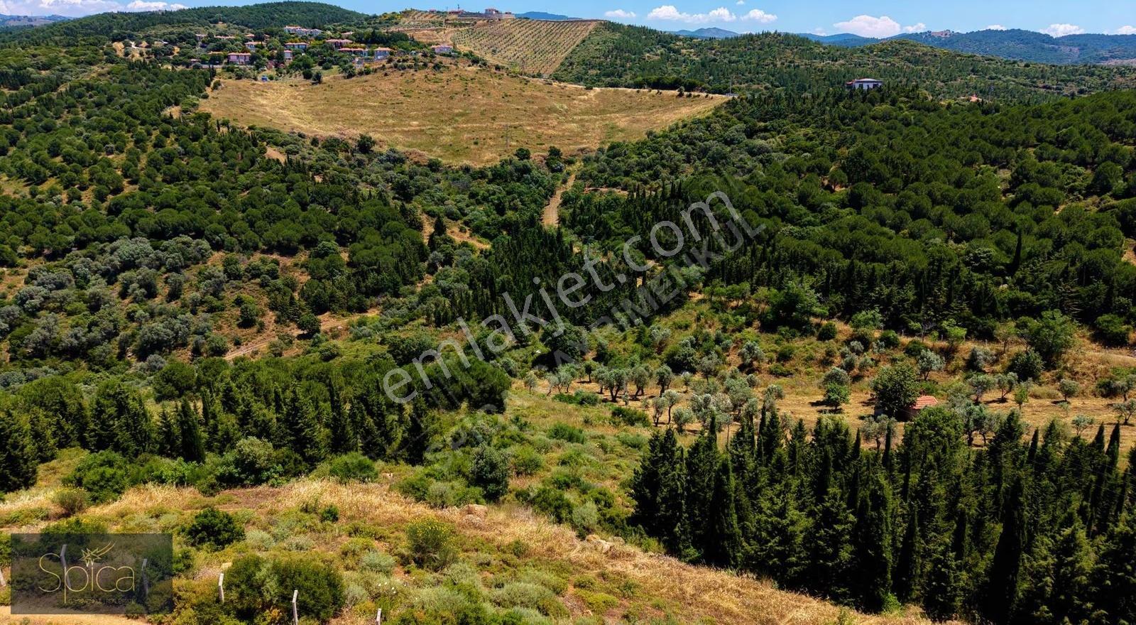 Urla Bademler 18 Dönüm Tek Tapu Kıymetli Arazi - Görsel 11