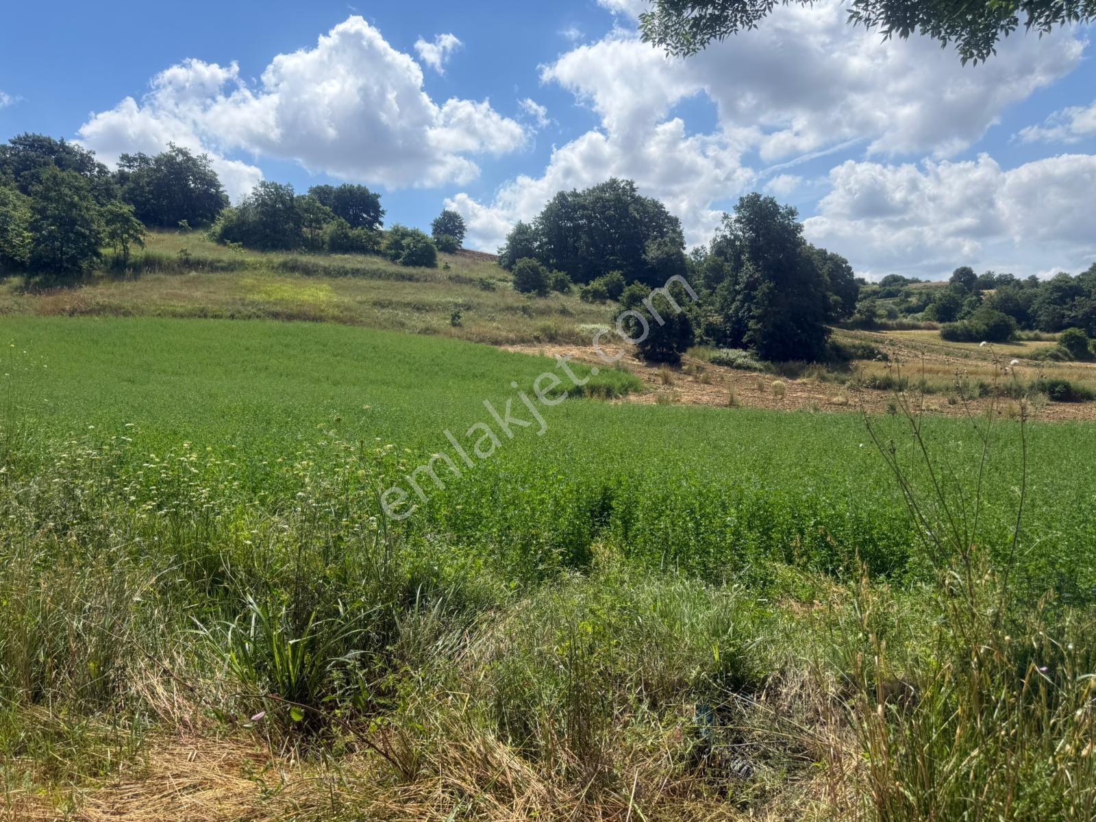 Şeyhtımarında Yol Cepheli , Suyu Hazır Satılık 803 M2 Tarla - Görsel 10