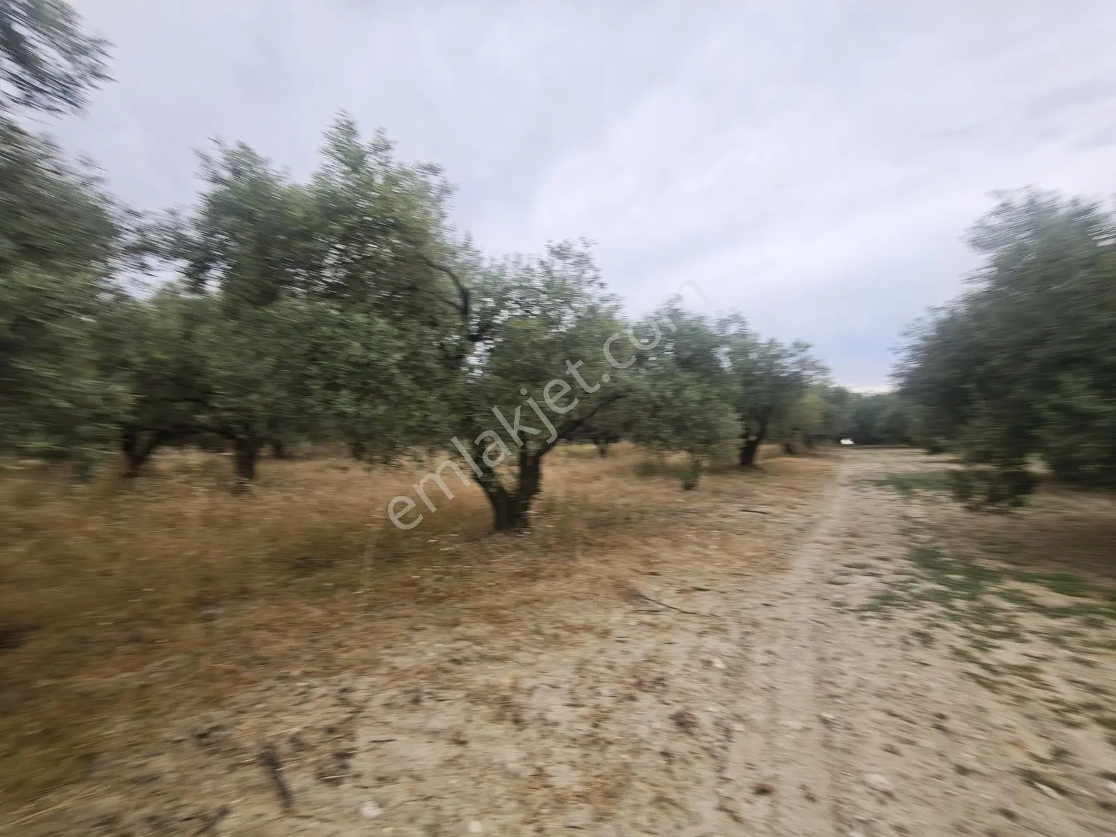 Vizyon Gayrimenkul'den Ballıca Mah.tek Tapu Zeytinlik
