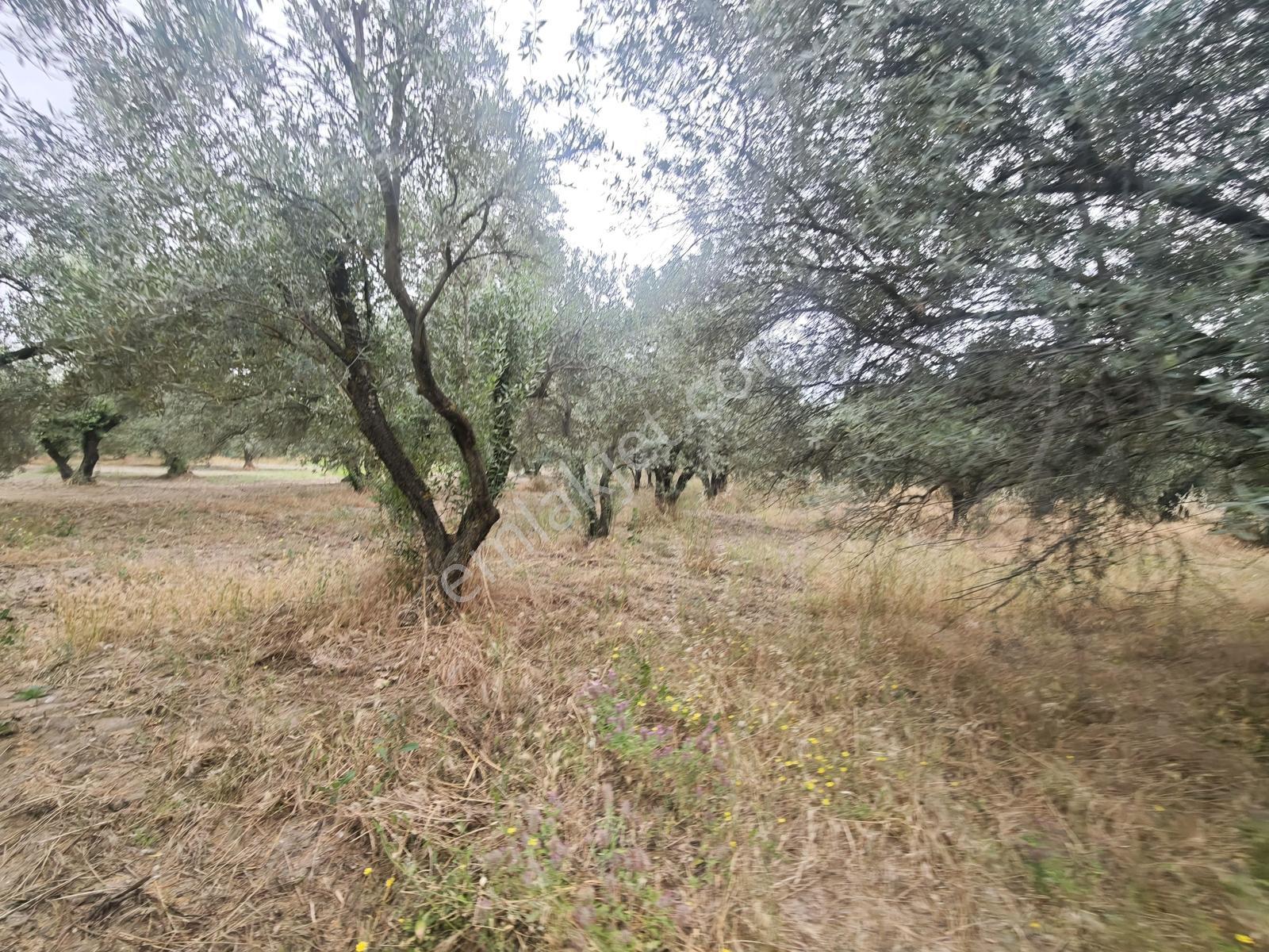 Vizyon Gayrimenkul ' Den Ballıca Mah.tek Tapu Zeytinlik - Görsel 12