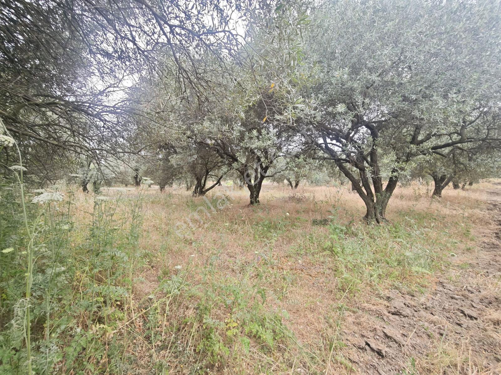 Vizyon Gayrimenkul ' Den Ballıca Mah.tek Tapu Zeytinlik - Görsel 2