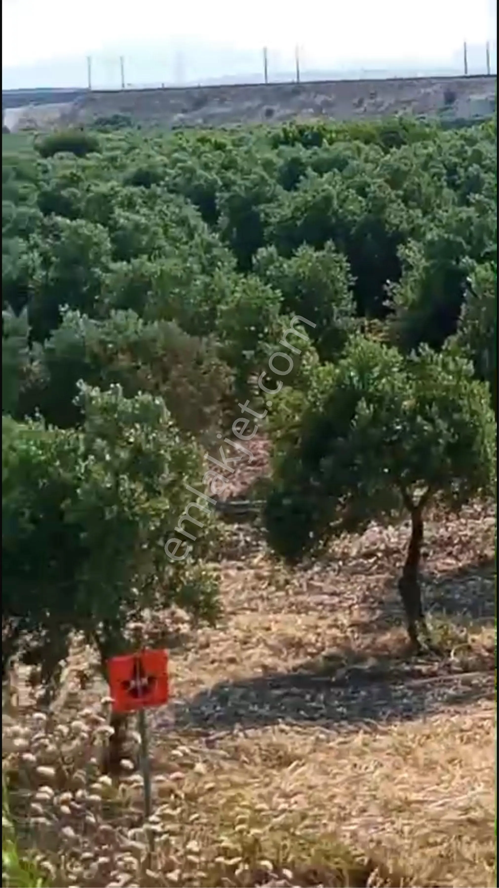 Manisa Akhisarda Yola Sıfır Tarla Hedef Gayrimenkul - Görsel 2