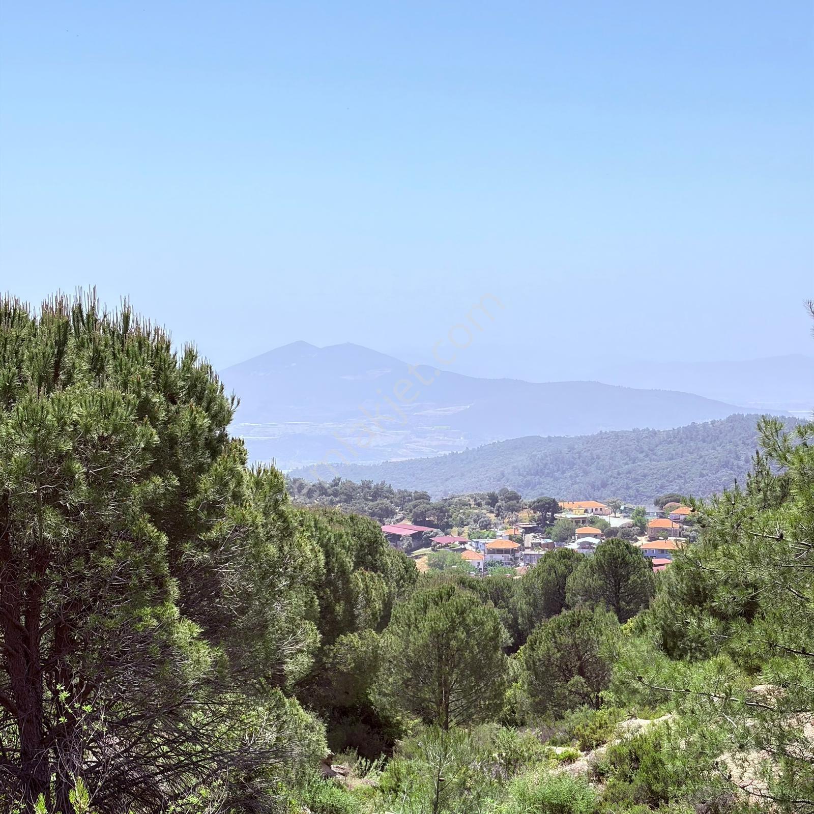 Milas Kızılağaç Çomakdağ'da Satılık Zeytinlik - Görsel 10