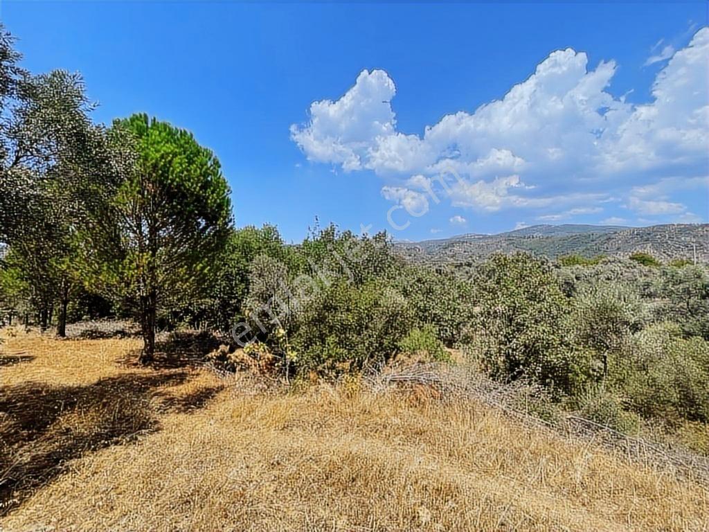 Milas Danışment Ana Yola Yakın Resmi Yolu Olan 2400m2 Zeytinlik - Görsel 10