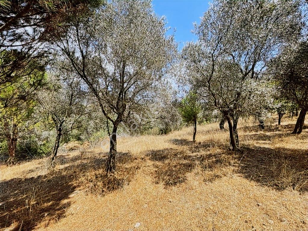 Milas Danışment Ana Yola Yakın Resmi Yolu Olan 2400m2 Zeytinlik - Görsel 8