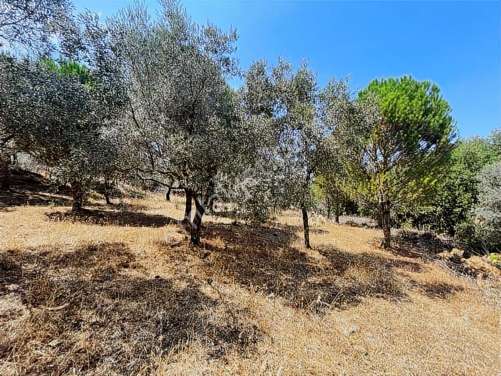Milas Danışment Ana Yola Yakın Resmi Yolu Olan 2400m2 Zeytinlik