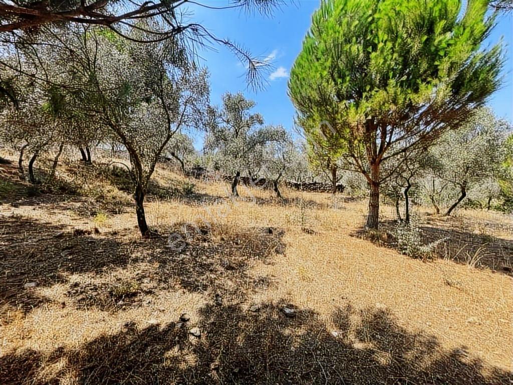 Milas Danışment Ana Yola Yakın Resmi Yolu Olan 2400m2 Zeytinlik - Görsel 7