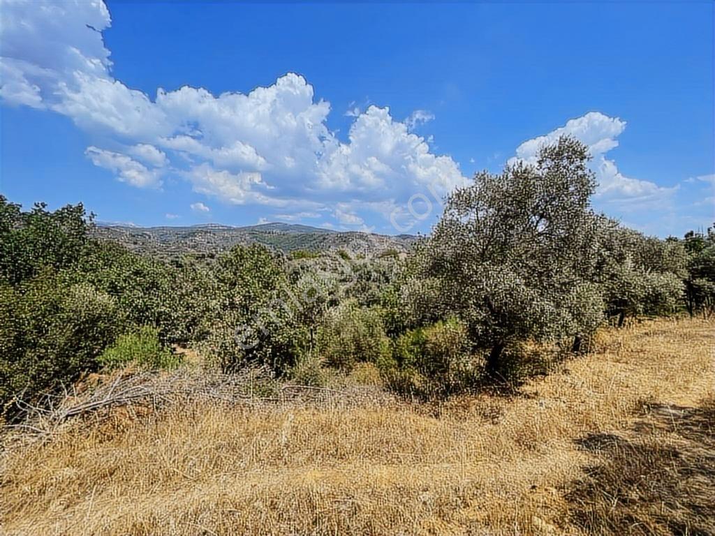 Milas Danışment Ana Yola Yakın Resmi Yolu Olan 2400m2 Zeytinlik - Görsel 4