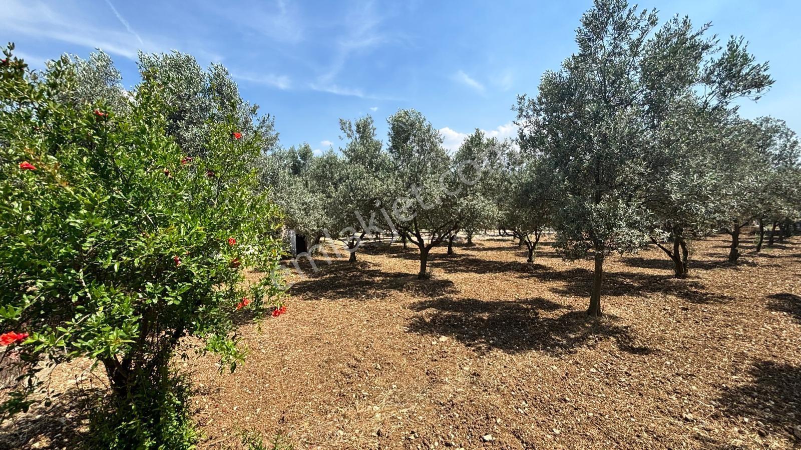 Bornova Yakaköy De 1471 M2 İçinde Müstakil Yaşam - Görsel 13