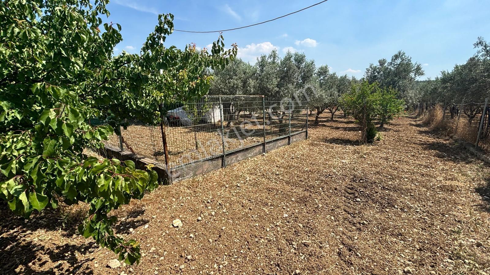 Bornova Yakaköy De 1471 M2 İçinde Müstakil Yaşam - Görsel 2