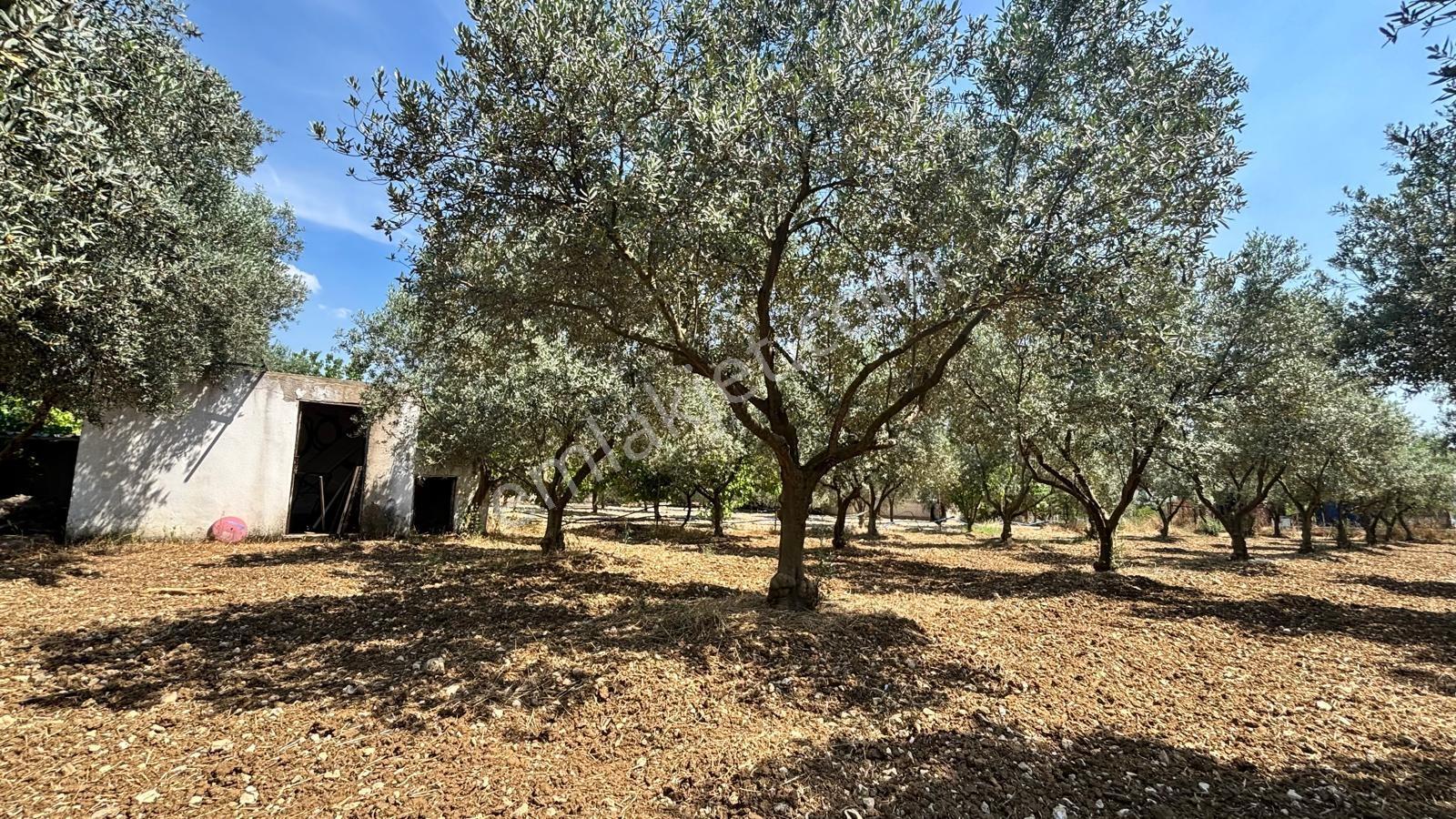 Bornova Yakaköy De 1471 M2 İçinde Müstakil Yaşam - Görsel 24