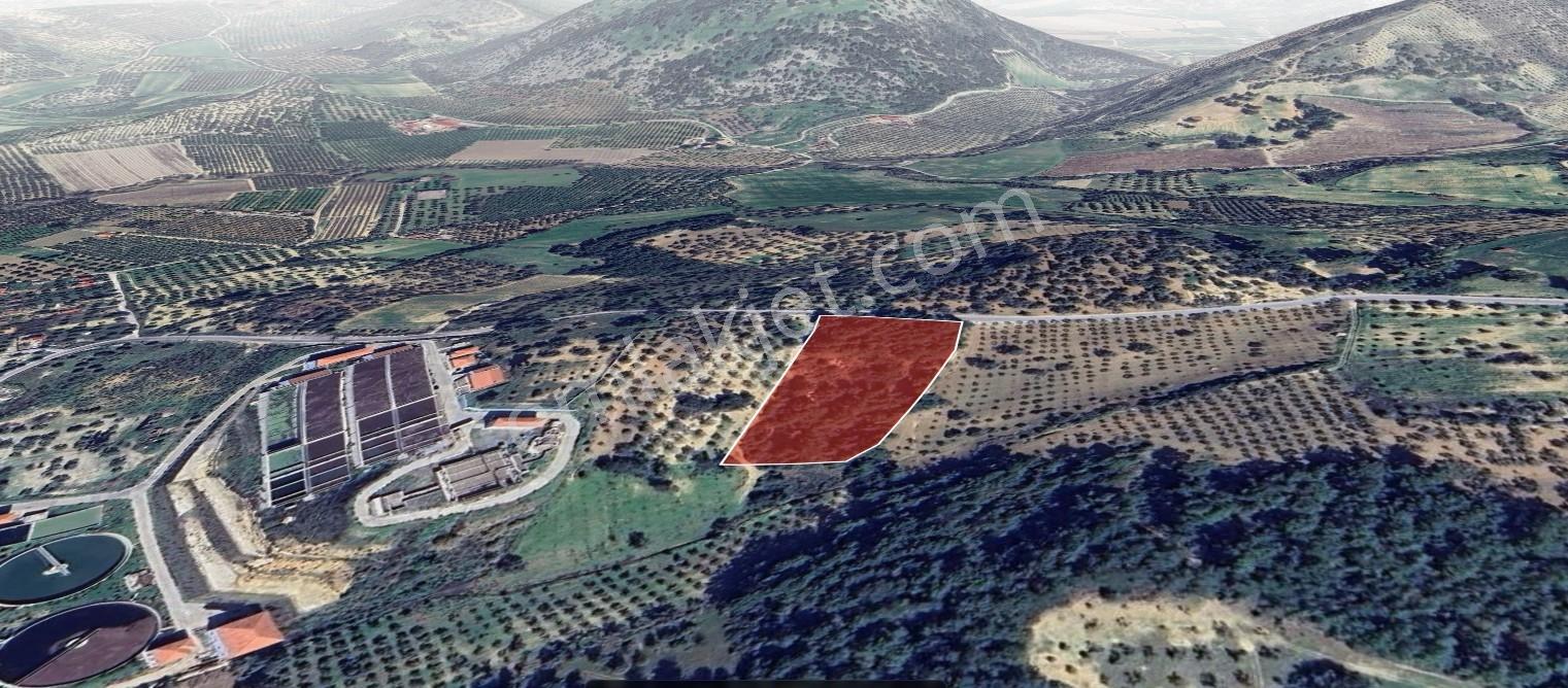 Kuşadası Kirazlıda Satılık / Yatırımlık Tarla - Görsel 5