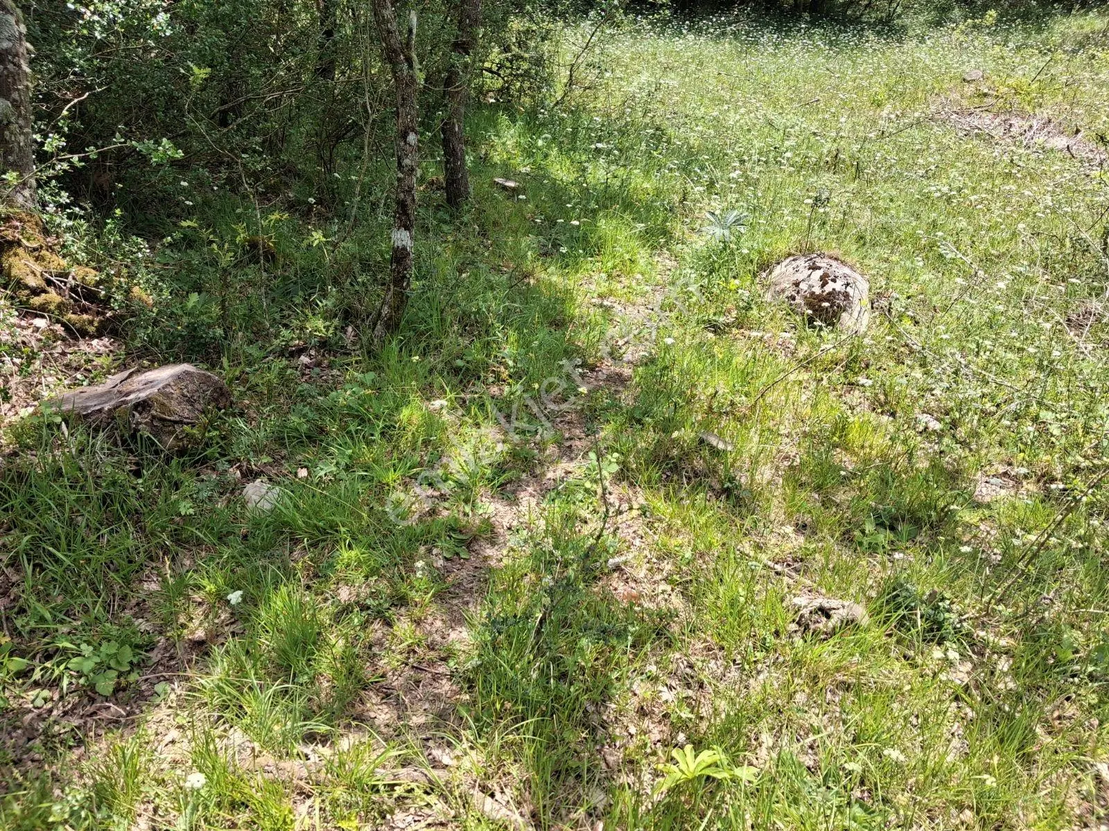Geleceğinize Yatırım Yapın Şile Hasanlıda 826 M Müstakil Tarla - Görsel 4