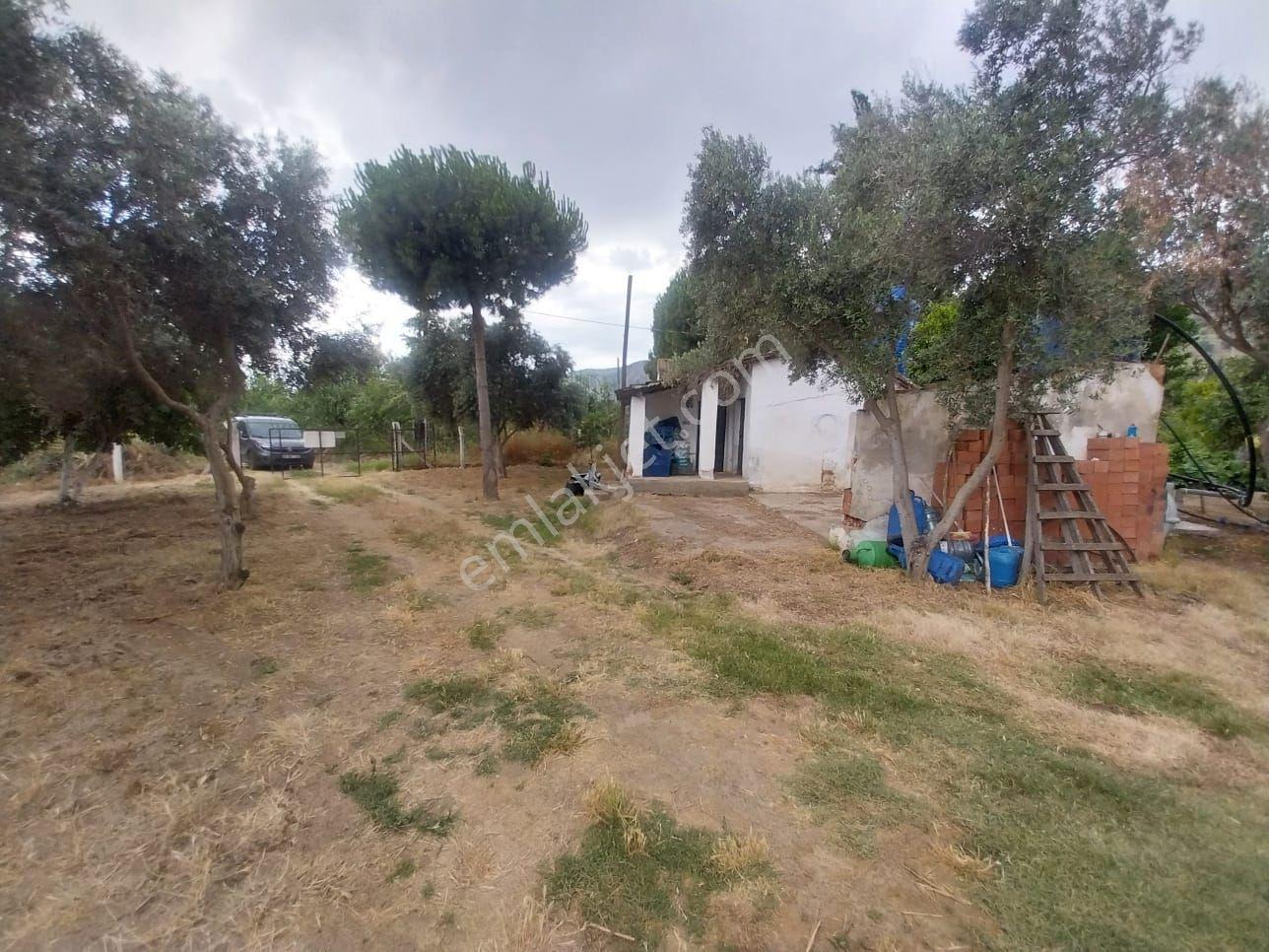 Söke Argavlıda 7000m² Satılık Bahçe: Ev, Elektrik, Su, Yol, Tel - Görsel 2