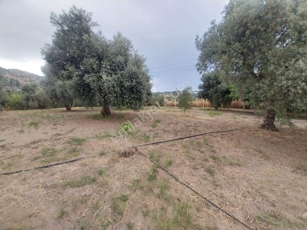 Söke Argavlıda 7000m² Satılık Bahçe: Ev, Elektrik, Su, Yol, Tel - Görsel 19