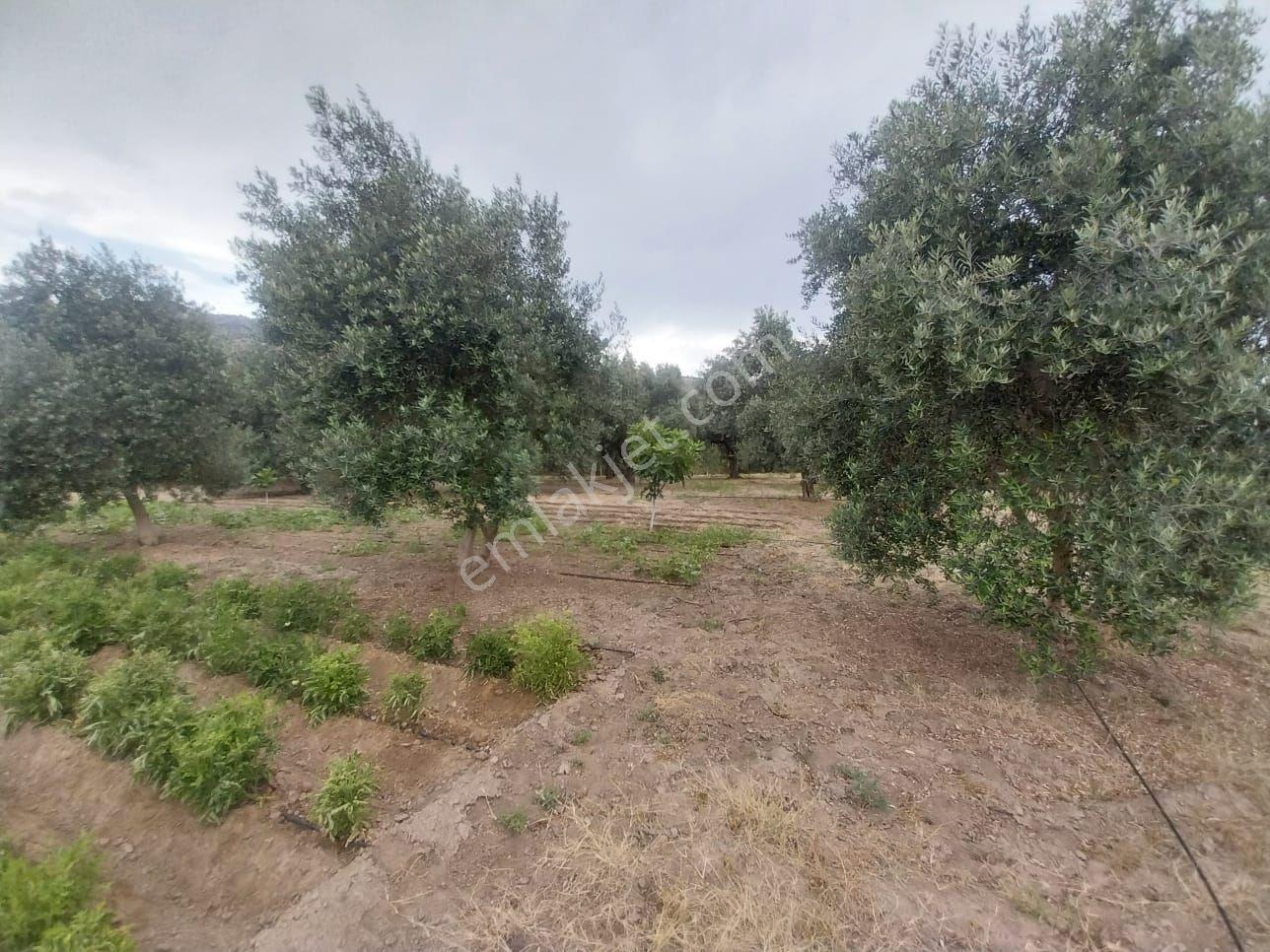 Söke Argavlıda 7000m² Satılık Bahçe: Ev, Elektrik, Su, Yol, Tel - Görsel 9
