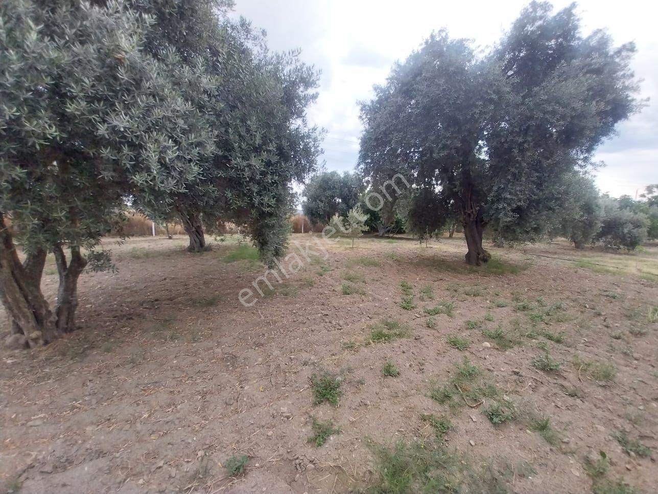 Söke Argavlıda 7000m² Satılık Bahçe: Ev, Elektrik, Su, Yol, Tel - Görsel 6