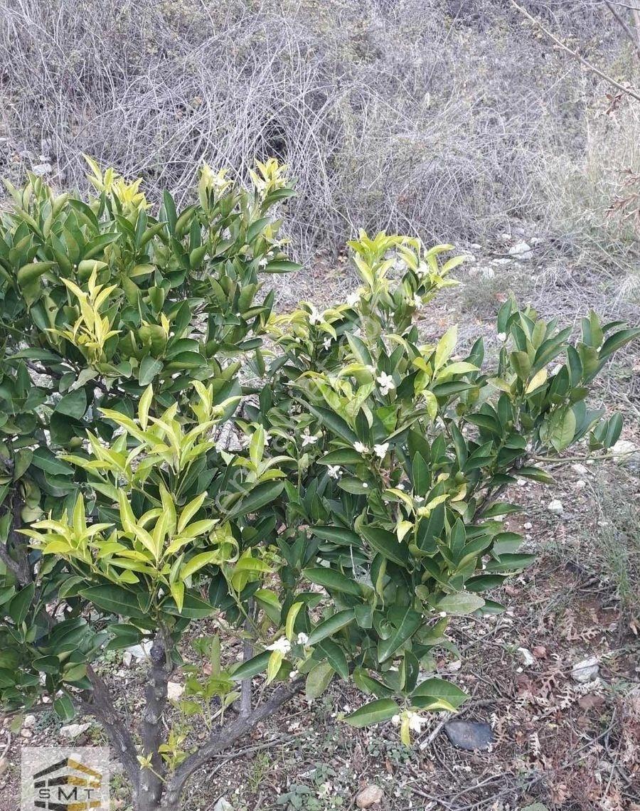 Alanya Fakırcalı Mahallesi Satılık 2185 M2 Kurulu Düzen Tarla - Görsel 9