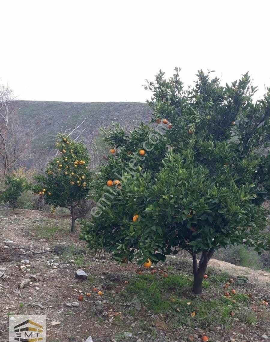 Alanya Fakırcalı Mahallesi Satılık 2185 M2 Kurulu Düzen Tarla - Görsel 13