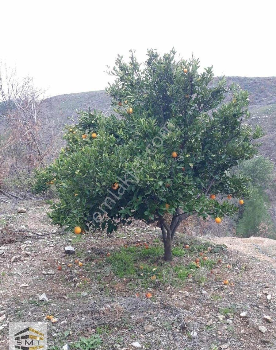 Alanya Fakırcalı Mahallesi Satılık 2185 M2 Kurulu Düzen Tarla - Görsel 20