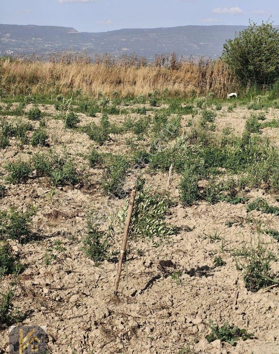 Sarayköy De Satılık Zeytin Bahçesi - Görsel 6